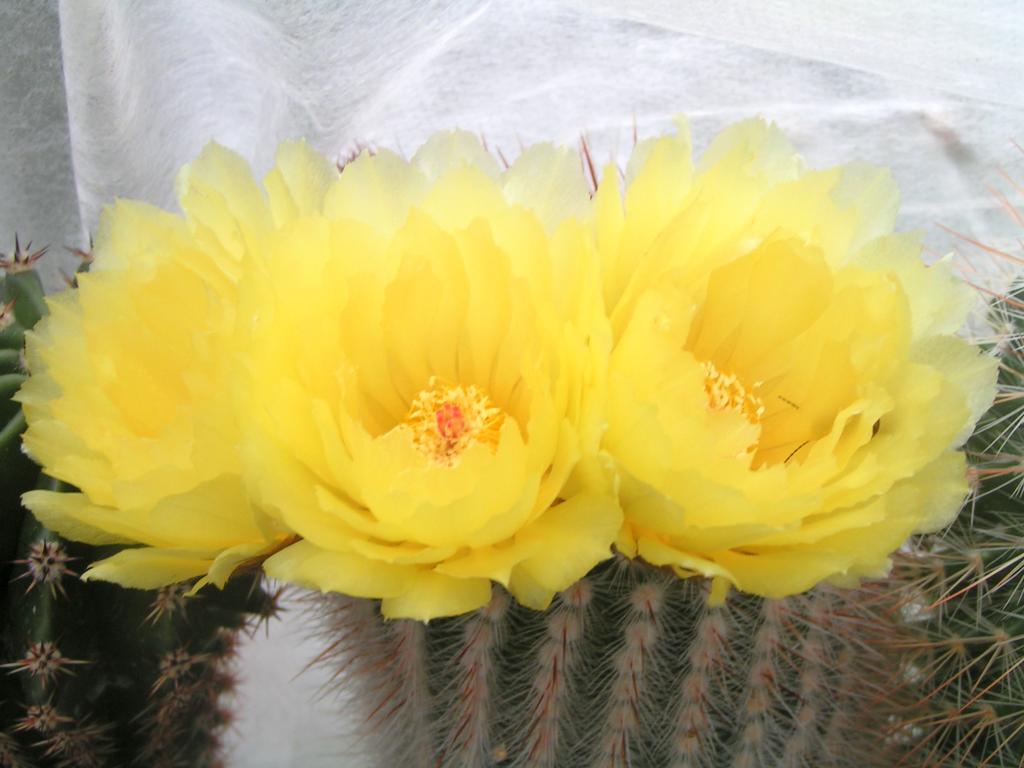 Notocactus sp.